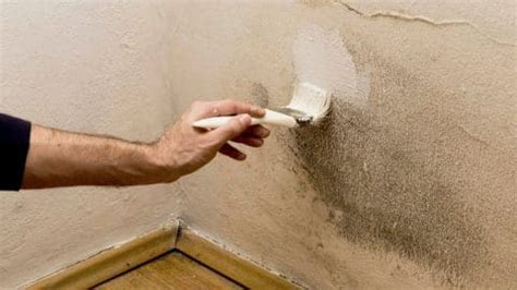 Can You Paint Over Mold: A Question of Aesthetics and Health